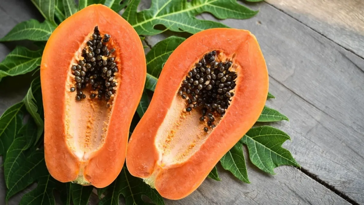 Papaya in gut health: enzymatic and nutritional modulation of gastrointestinal function